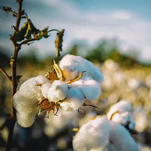 温湿度对棉花有什么影响？可重要了！