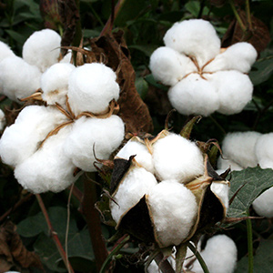 送你一朵好棉花，我们支持新疆棉花！